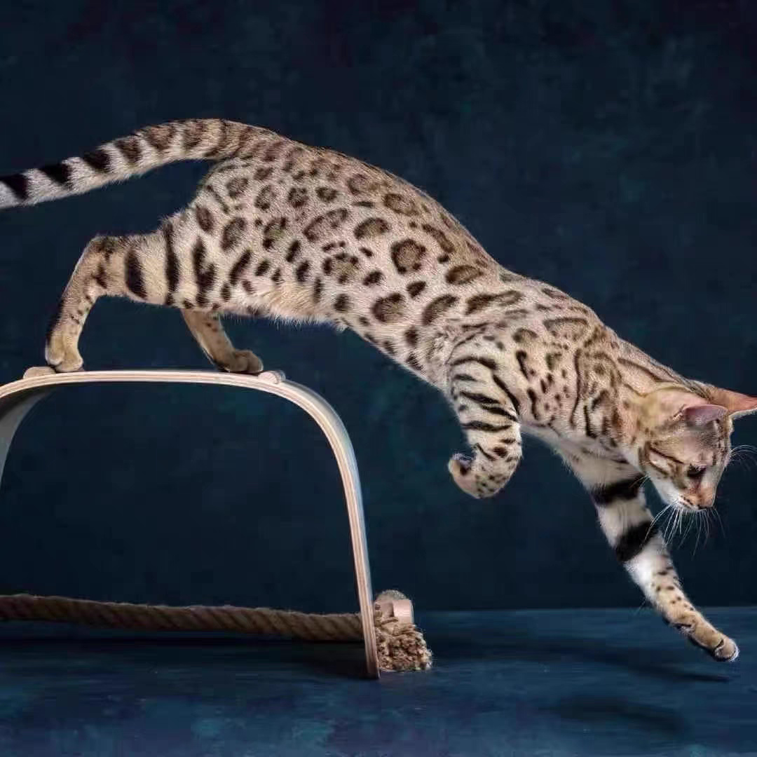 猫舍直销批发价格出售孟加拉豹猫